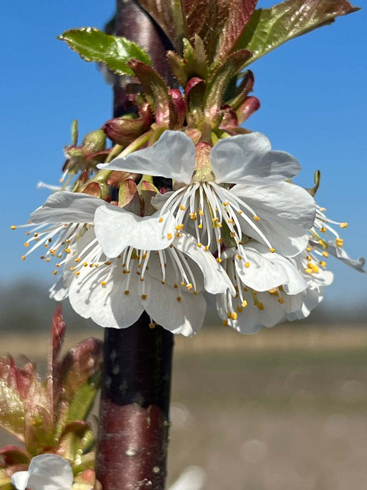 Prunus avium 'Lapins' solitair bloem