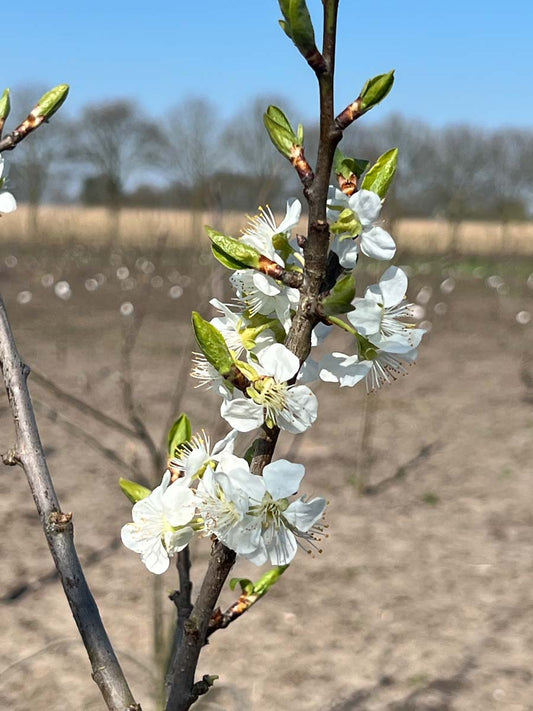 Prunus domestica 'Hauszwetsche' op stam bloem
