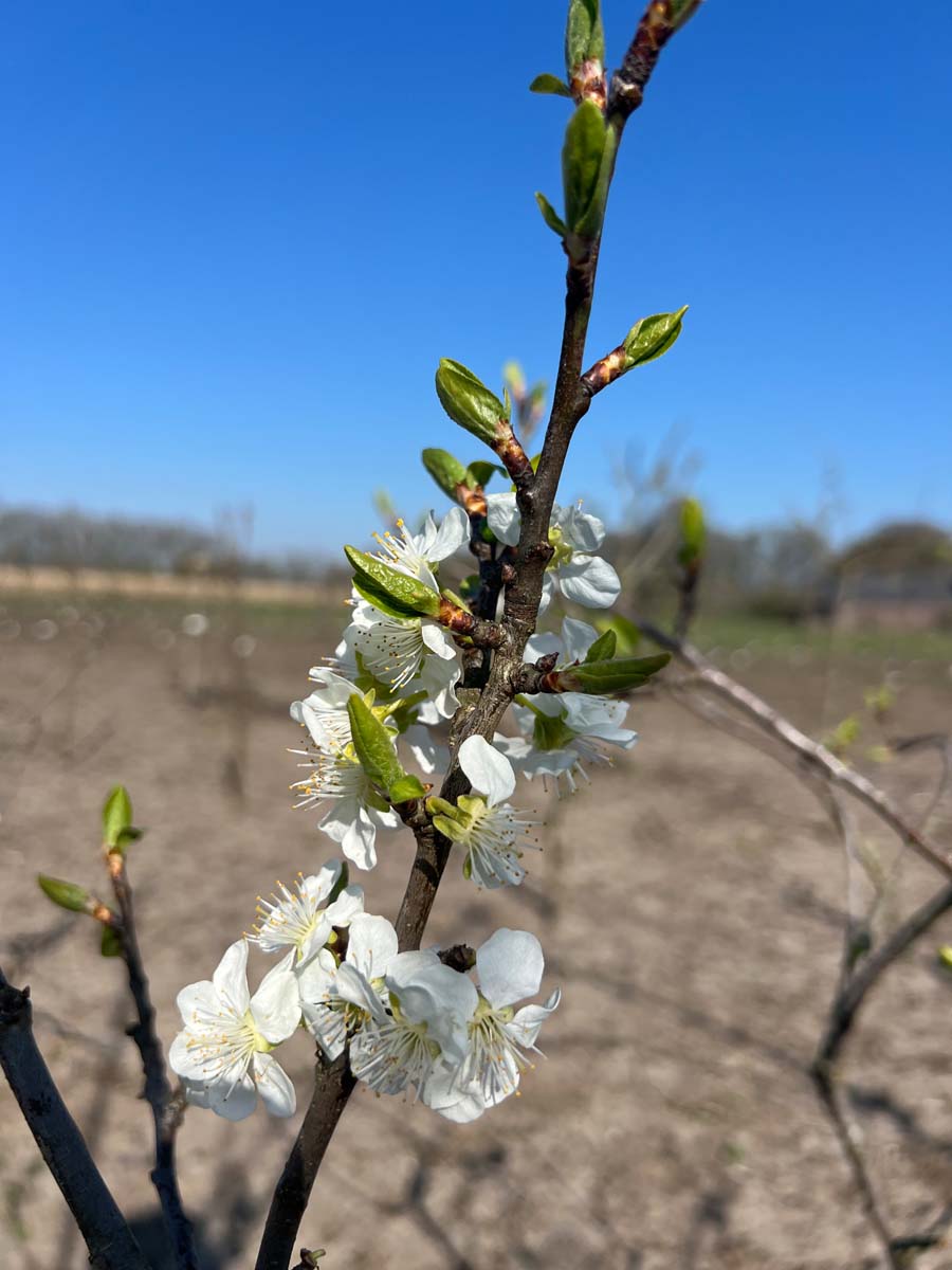 Prunus domestica 'Hauszwetsche' leiboom bloem