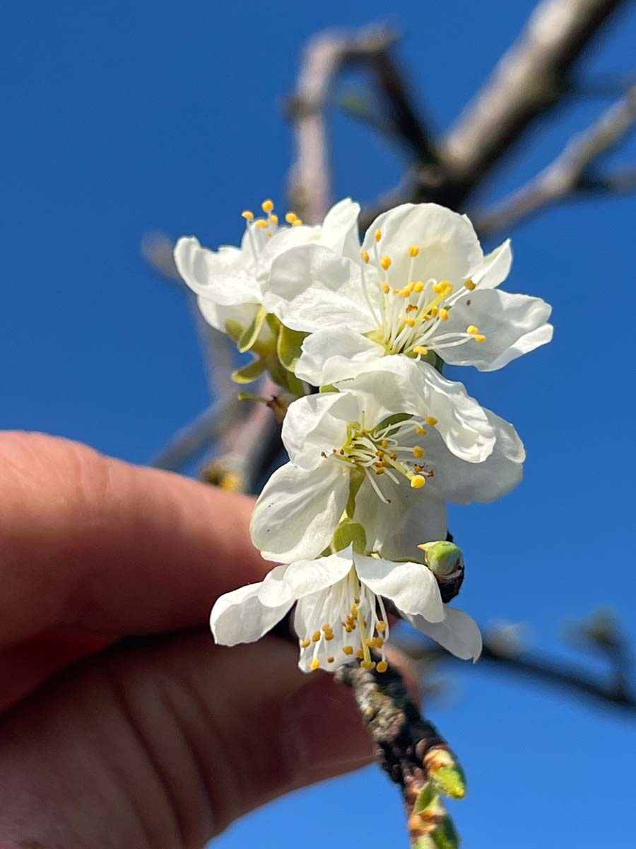 Prunus domestica 'Reine Claude d'Oullins' op stam bloem