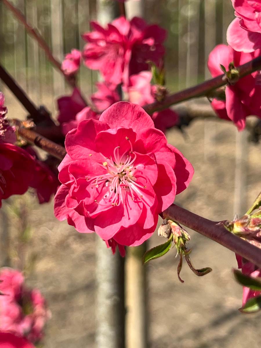 Prunus persica 'Melred' op stam bloem