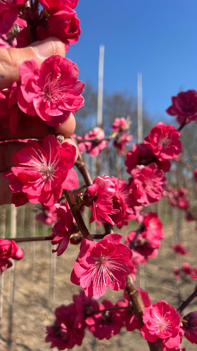 Prunus persica 'Melred' op stam bloem