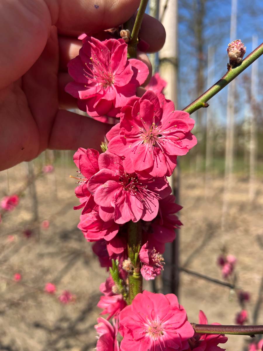 Prunus persica 'Melred' op stam bloem
