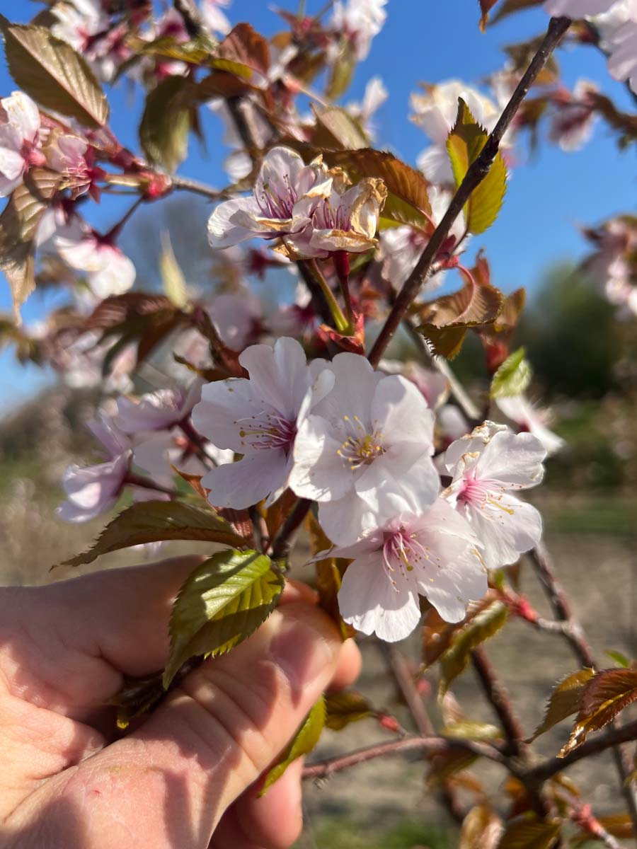 Prunus sargentii op stam bloem