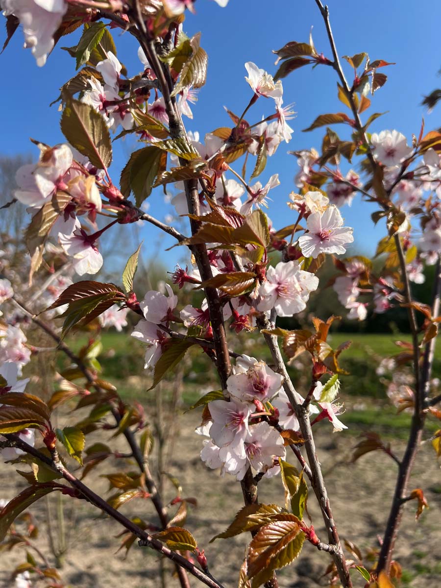 Prunus sargentii op stam b