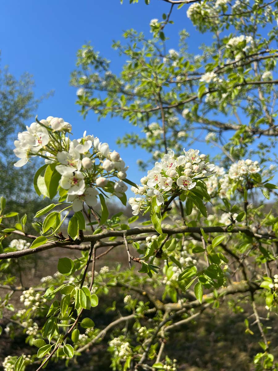 Pyrus communis op stam bloem