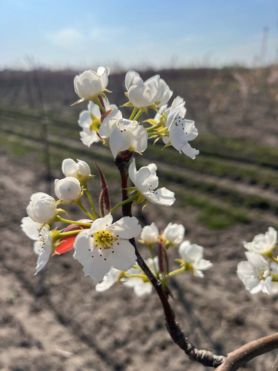 Pyrus pyrifolia 'Niitaka' op stam bloem