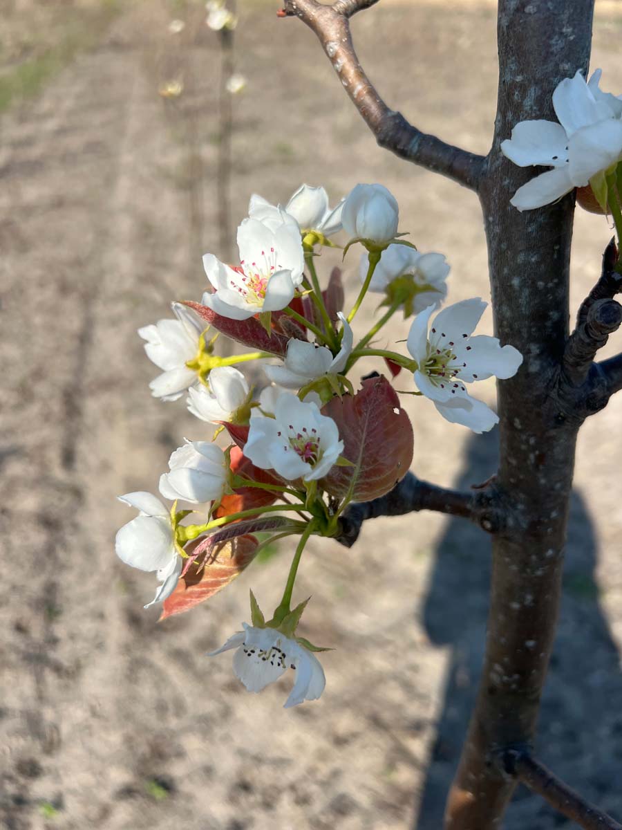 Pyrus pyrifolia 'Niitaka' op stam bloem