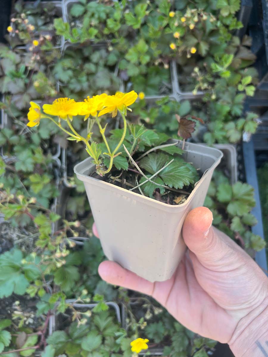 Waldsteinia ternata P9