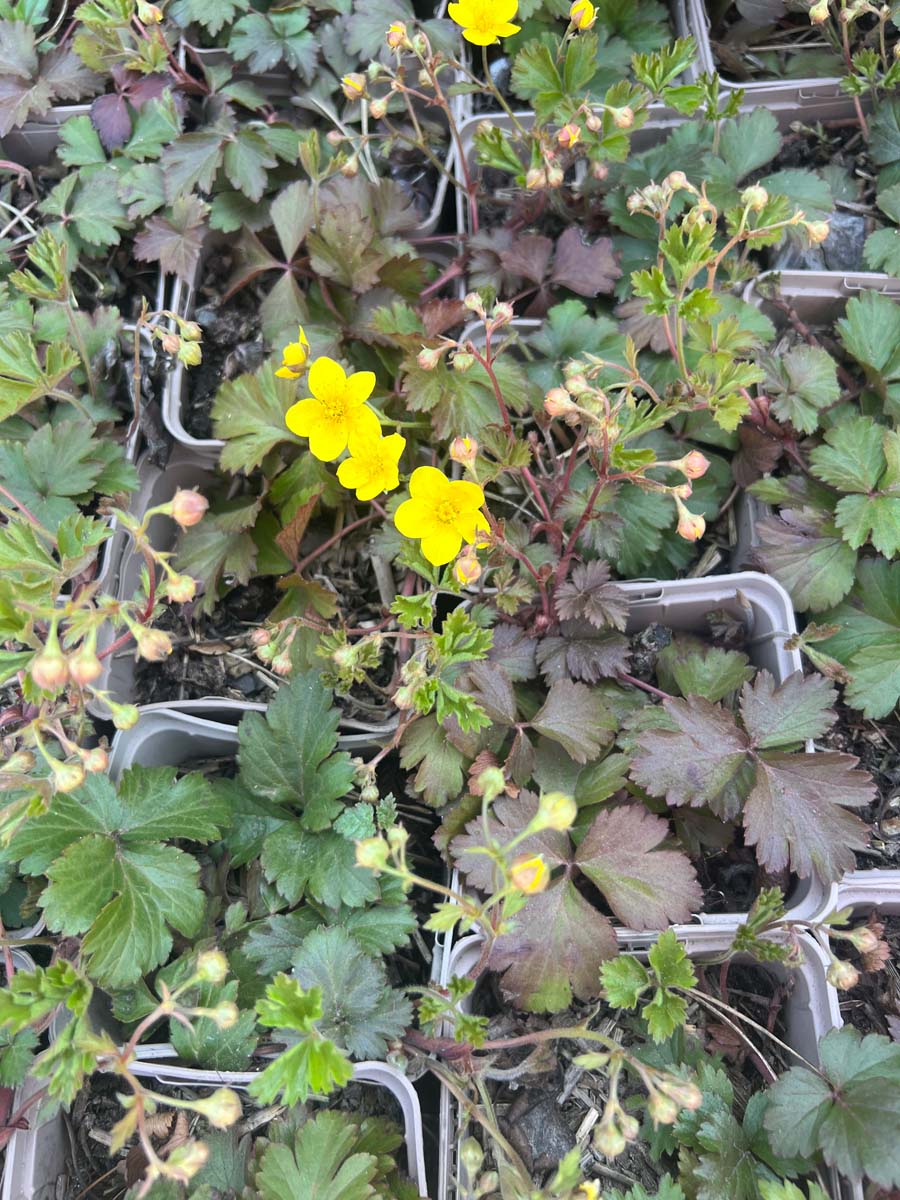 Waldsteinia ternata bloem