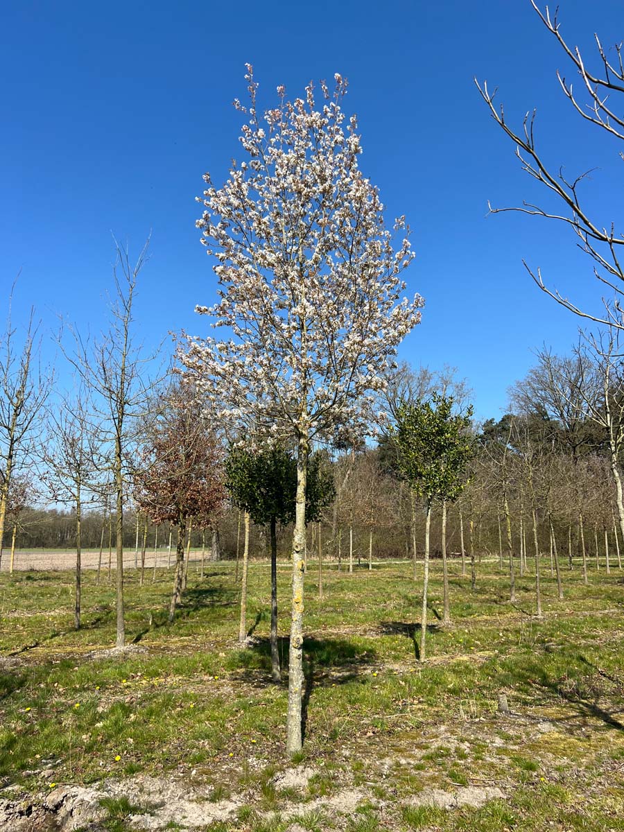 Amelanchier arborea 'Robin Hill' op stam op stam
