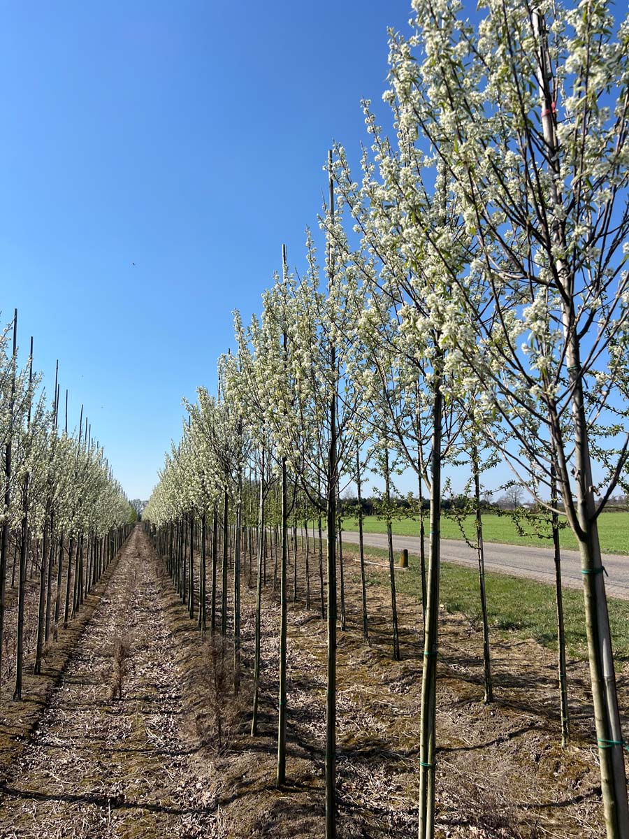 Amelanchier canadensis 'October Flame' op stam op stam