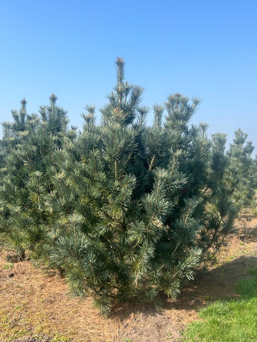 Pinus flexilis 'Vanderwolf's Pyramid' solitair solitair