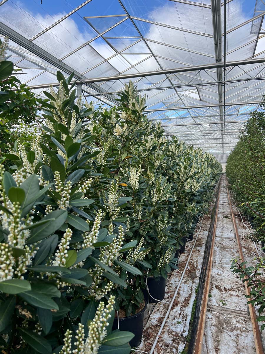 Prunus laurocerasus 'Greentorch' Tuinplanten tuinplanten