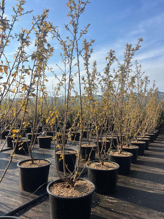 Prunus serrulata 'Ukon' Tuinplanten tuinplanten