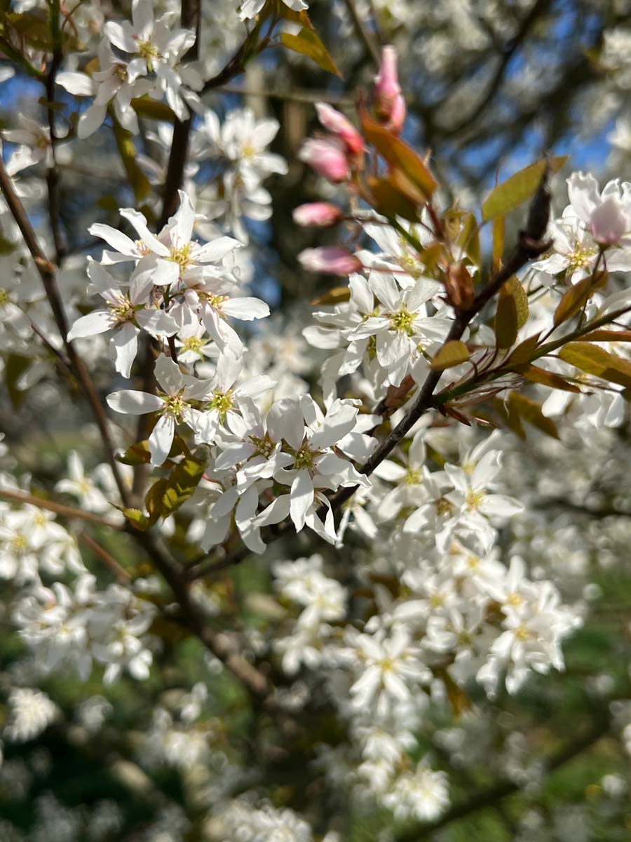 Amelanchier arborea 'Robin Hill' solitair bloesem