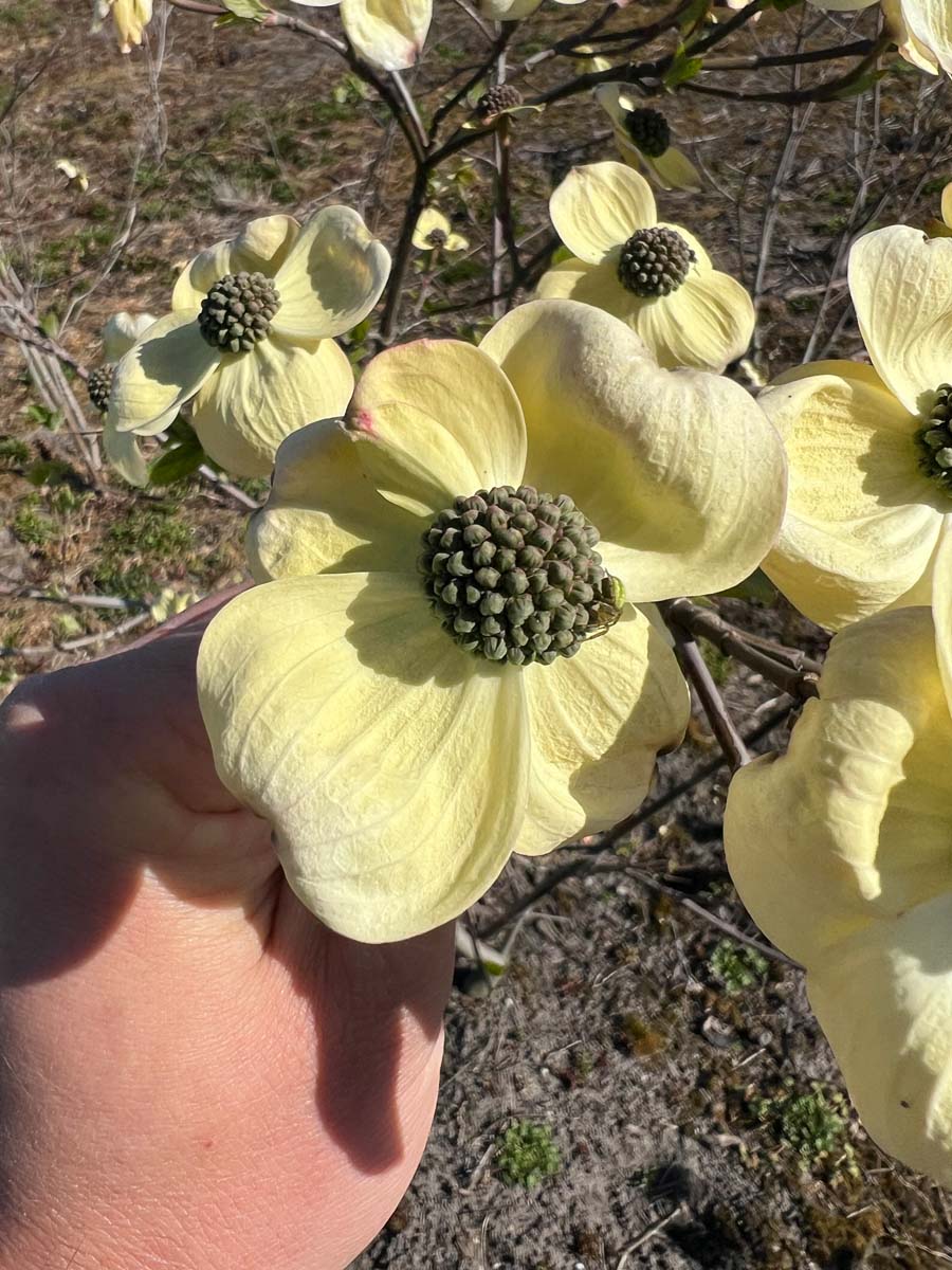 Cornus 'Ascona' solitair bloem
