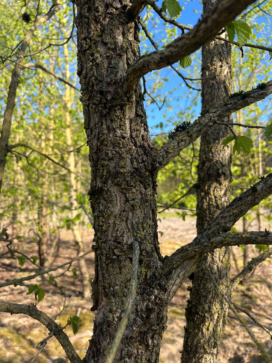 Corylus colurna meerstammig / struik stam