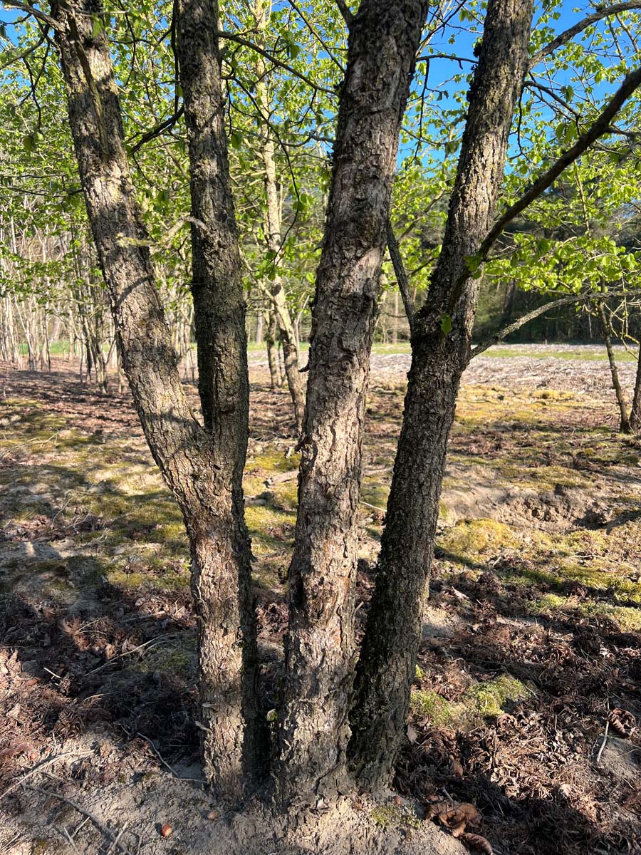 Corylus colurna Tuinplanten stam