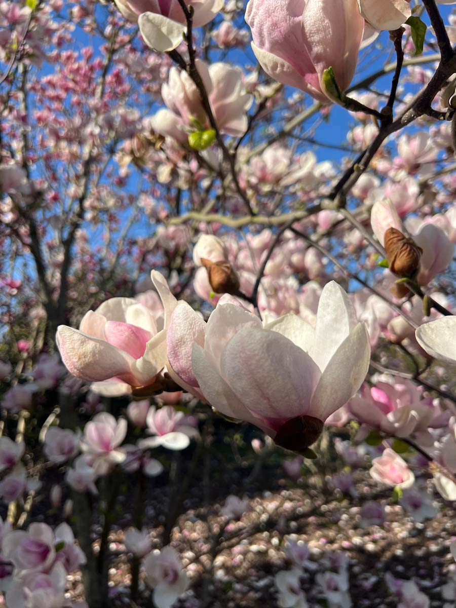 Magnolia 'Joe McDaniel' meerstammig / struik bloesem