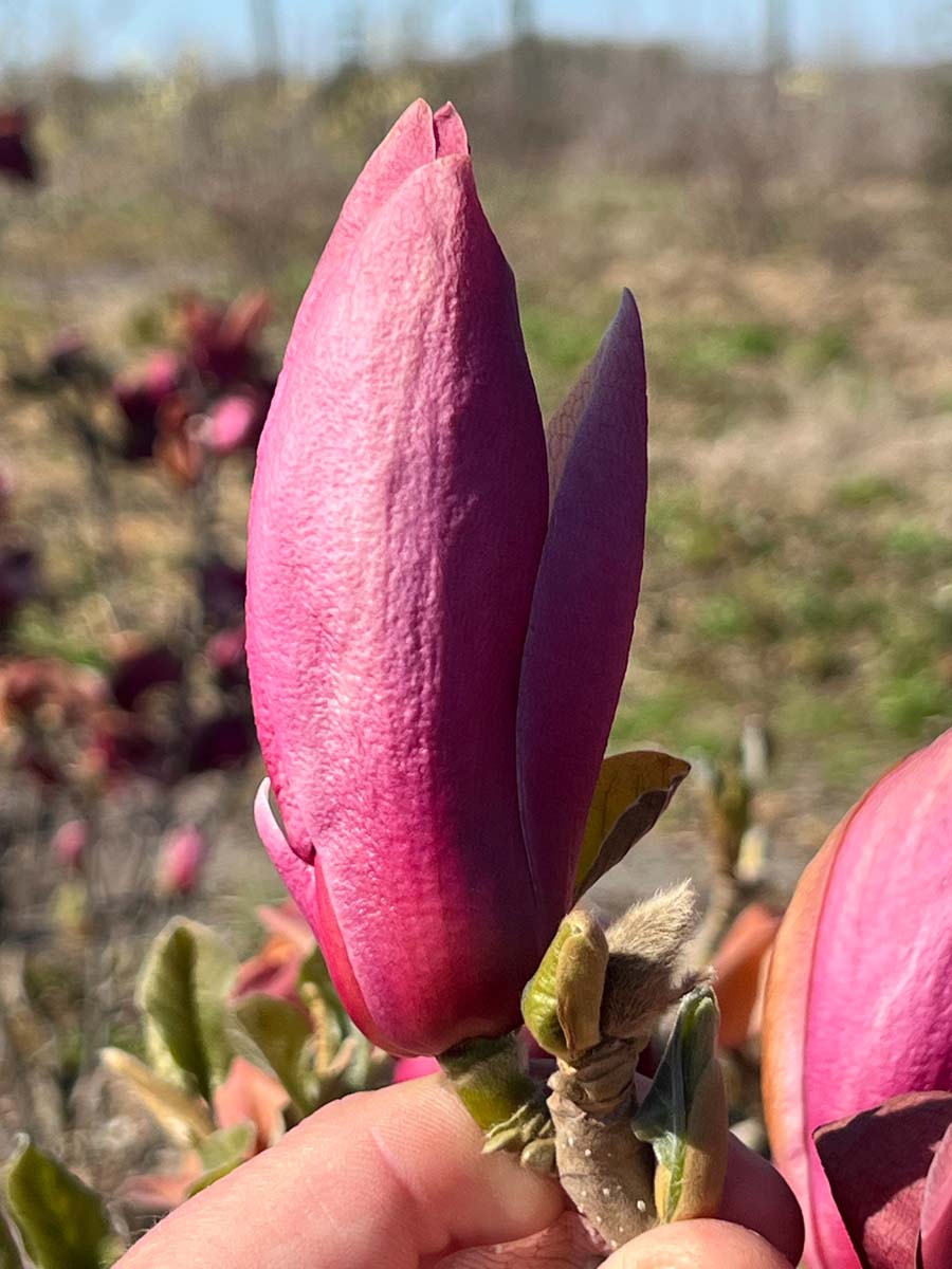 Magnolia 'March Till Frost' meerstammig / struik bloem
