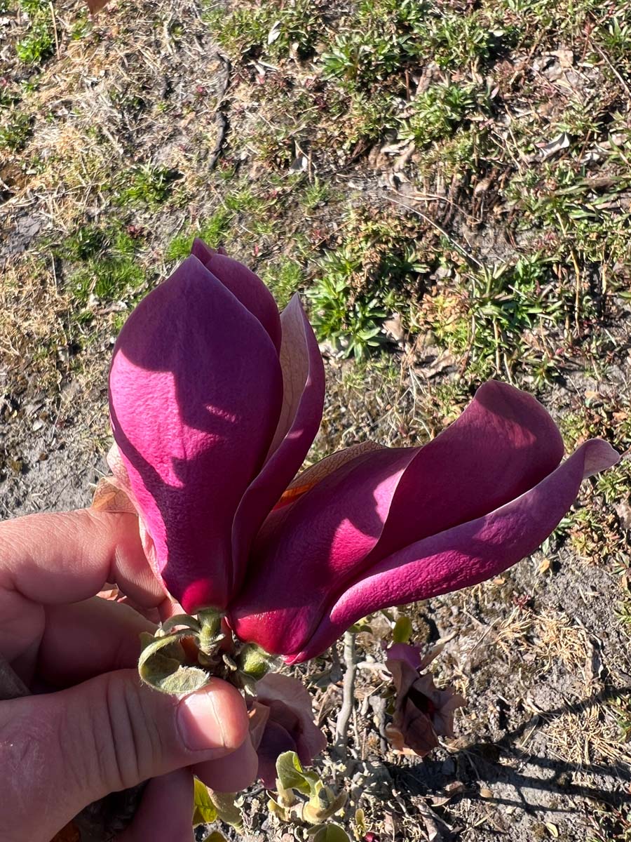 Magnolia 'March Till Frost' meerstammig / struik bloem
