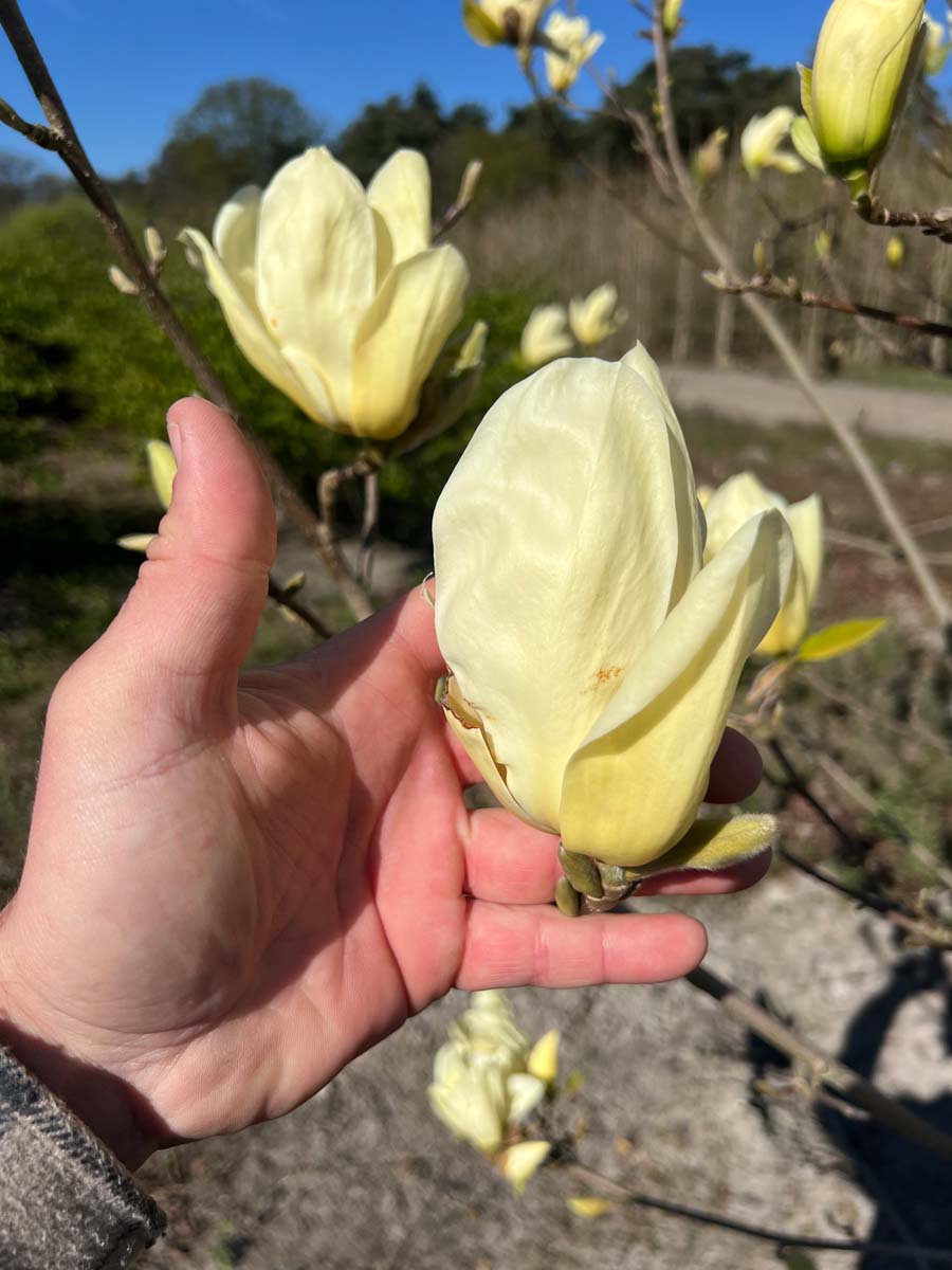 Magnolia 'Yellow Fever' op stam