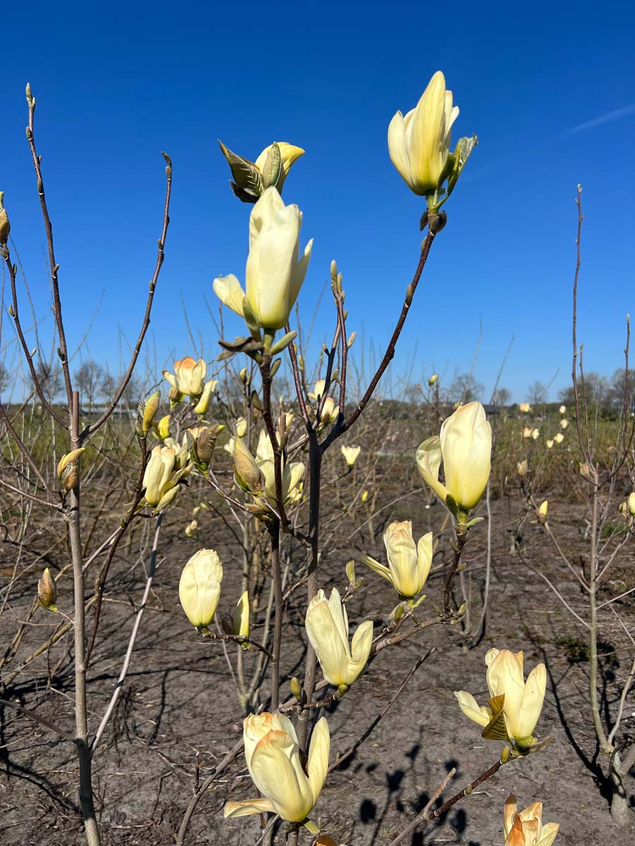 Magnolia 'Yellow Fever' meerstammig / struik bloem