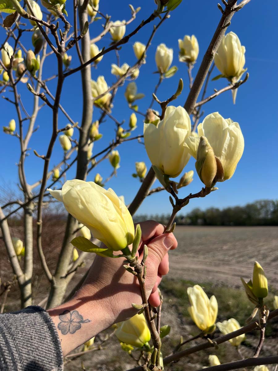 Magnolia 'Yellow Fever' meerstammig / struik bloem