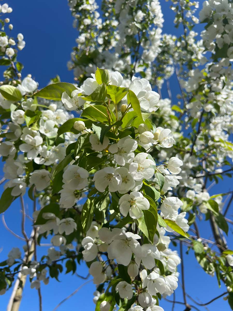 Malus baccata 'Columnaris' op stam bloesem
