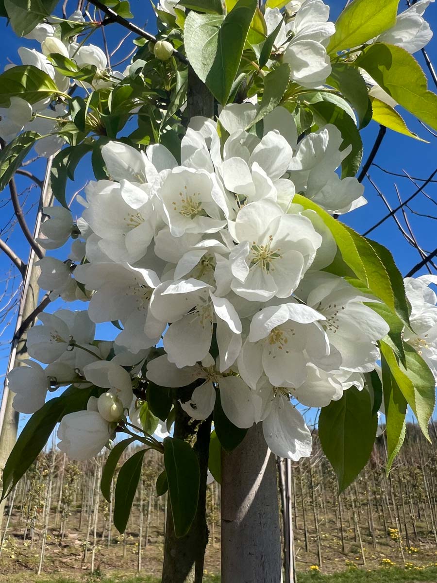 Malus baccata 'Columnaris' op stam bloem