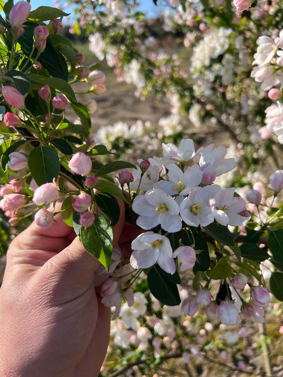 Malus 'Braendkjaer' Tuinplanten
