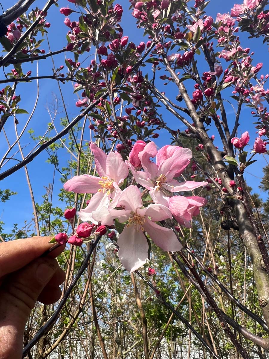 Malus 'D.V.P. Obel' meerstammig / struik bloem