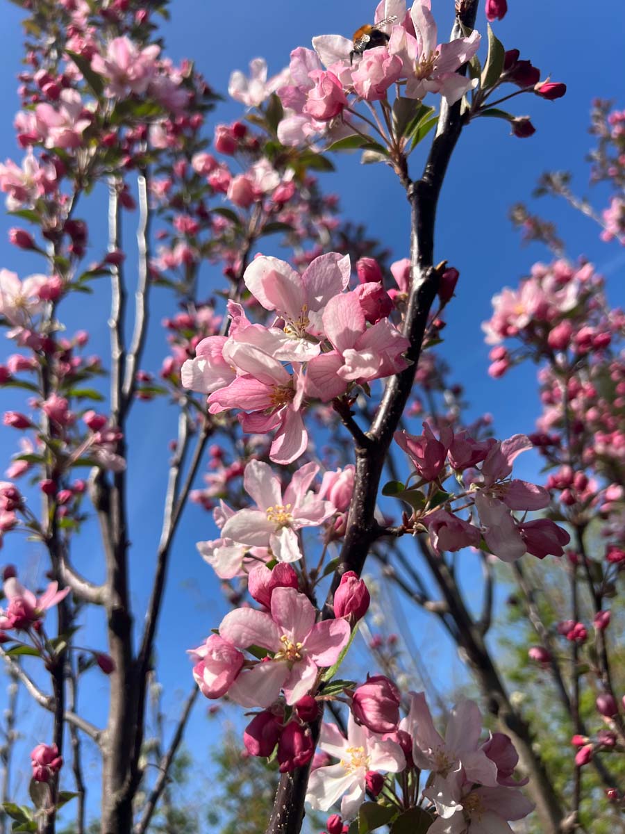 Malus 'D.V.P. Obel' Tuinplanten bloem