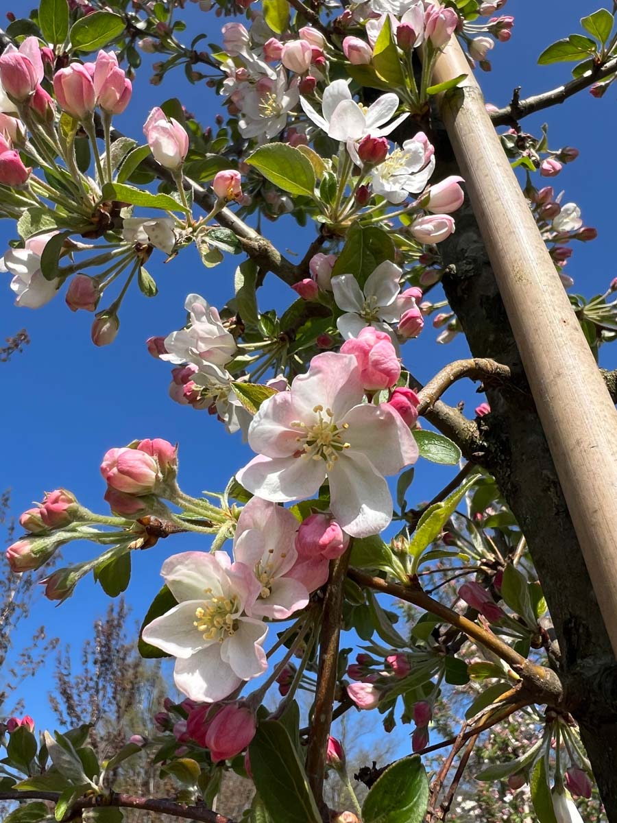 Malus 'Golden Henry' op stam bloem
