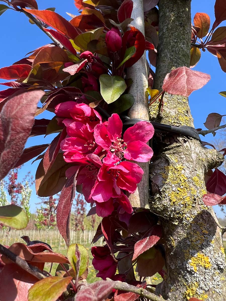 Malus 'Profusion' leiboom bloem