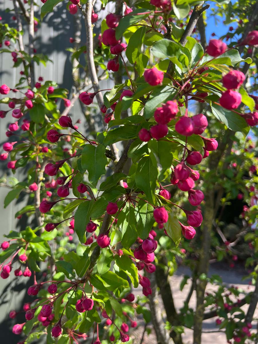 Malus 'Van Eseltine' op stam bloem