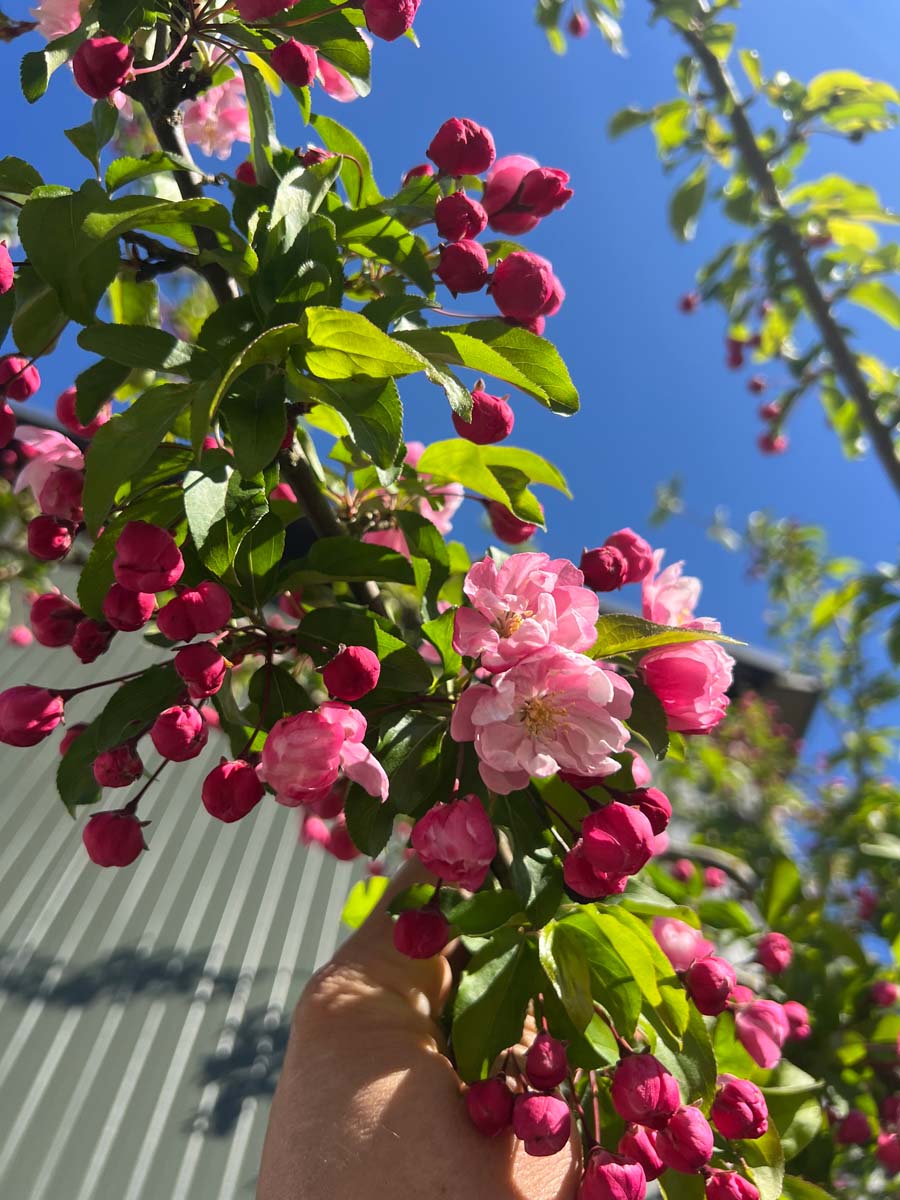 Malus 'Van Eseltine' meerstammig / struik bloem