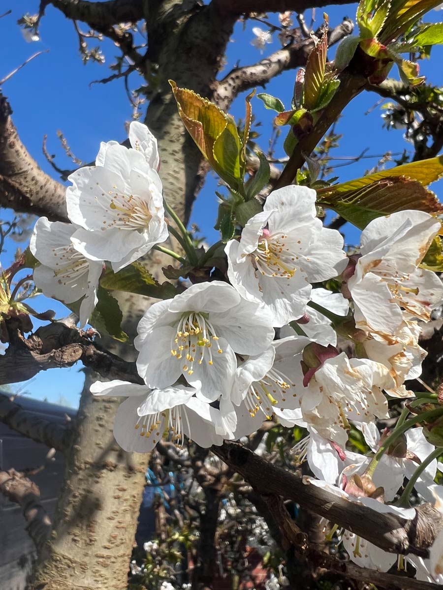 Prunus avium 'Bigarreau Burlat' solitair bloem