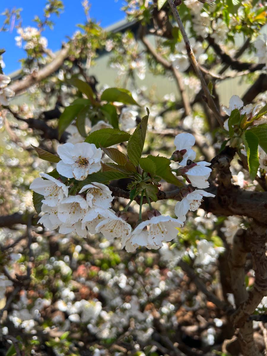 Prunus avium 'Bigarreau Burlat' op stam bloem