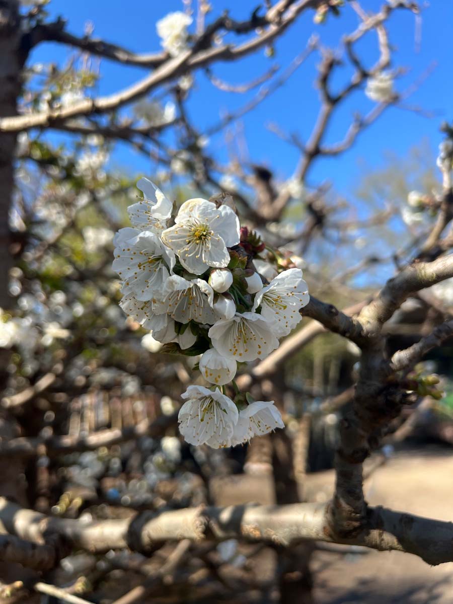 Prunus avium 'Kordia' meerstammig / struik bloem