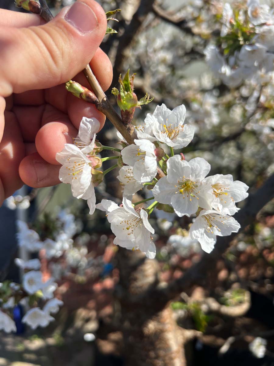 Prunus avium 'Merchant' solitair bloem