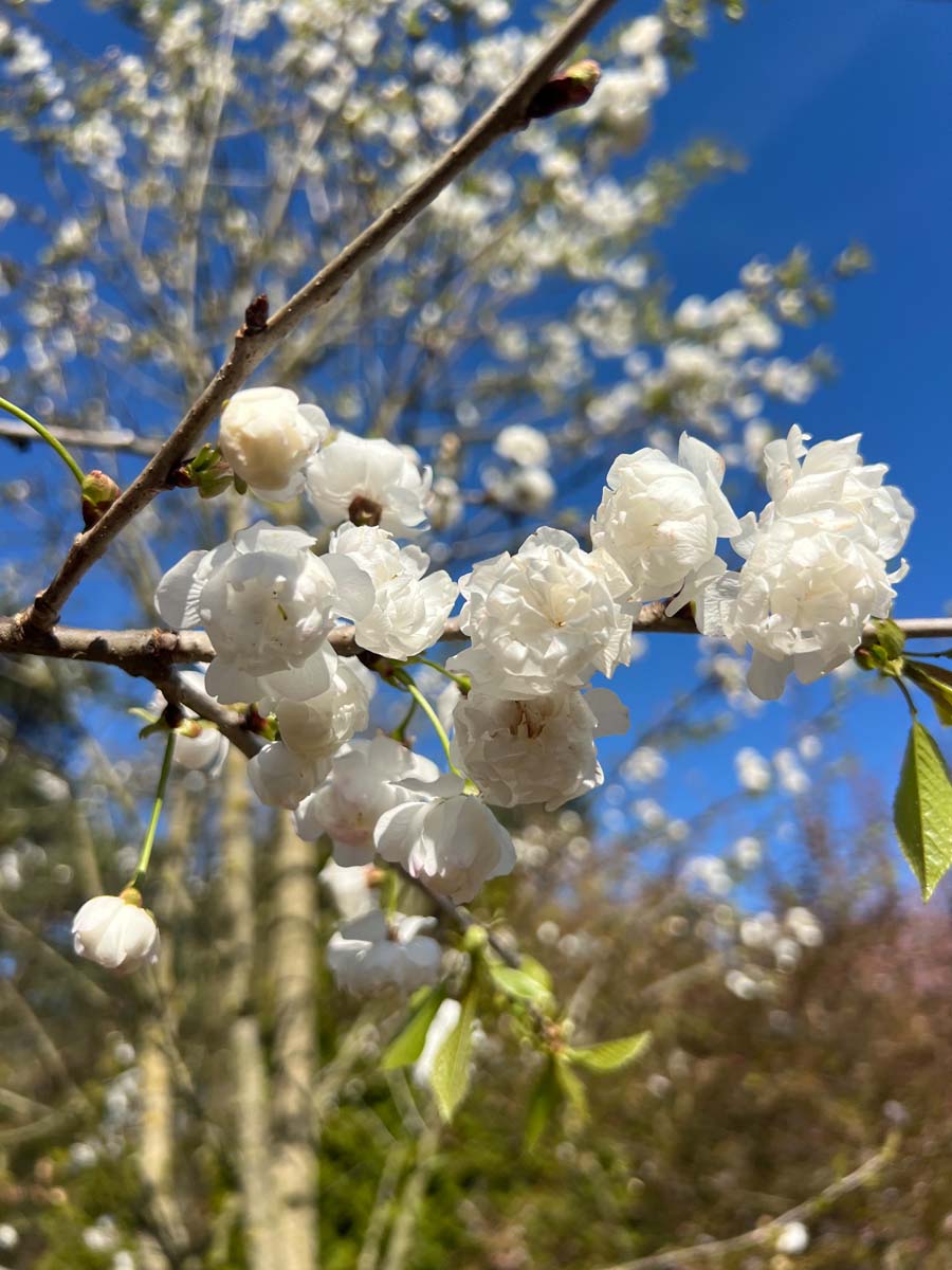 Prunus avium 'Plena' solitair bloem