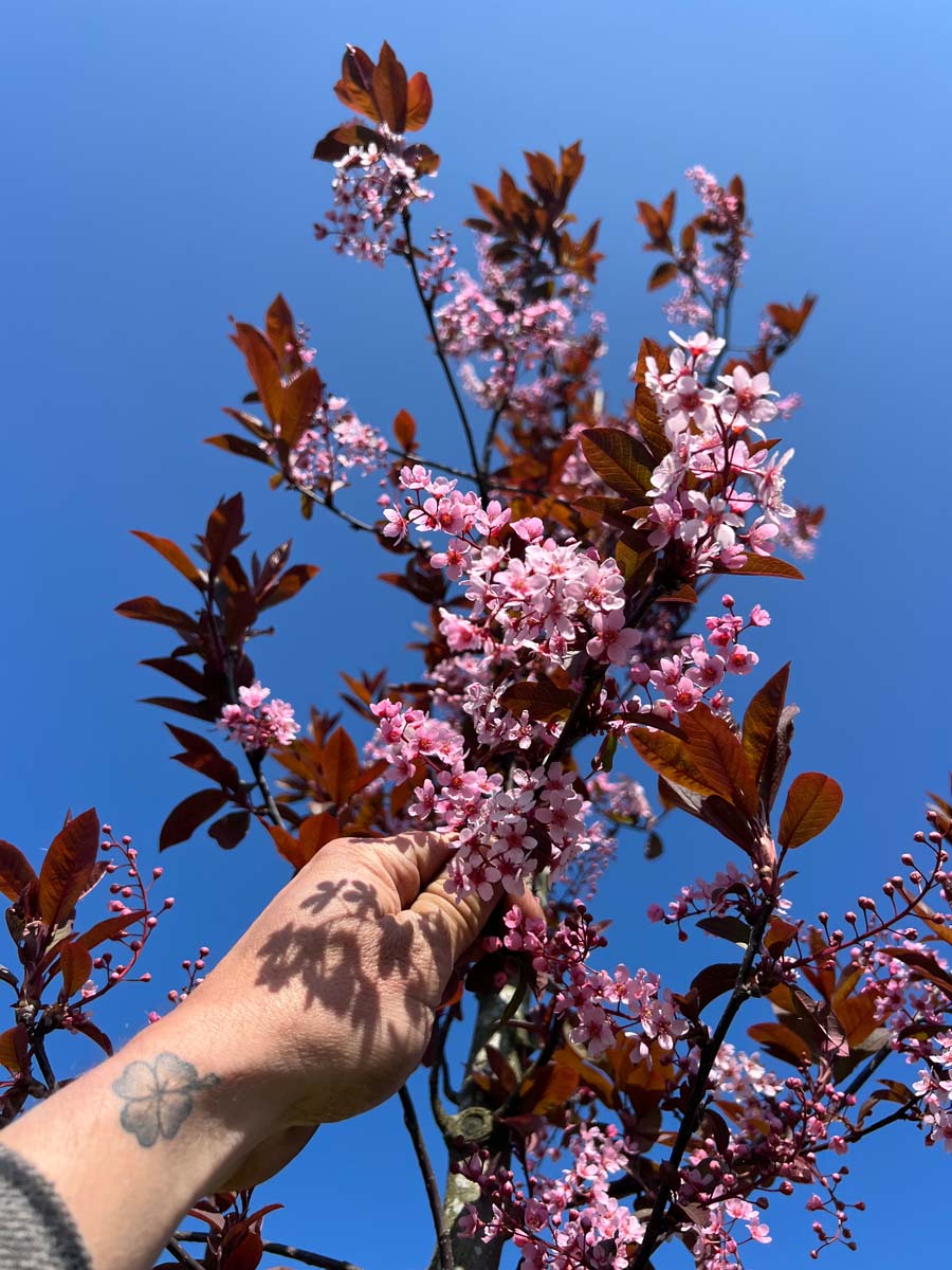 Prunus padus 'Colorata' Tuinplanten bloem