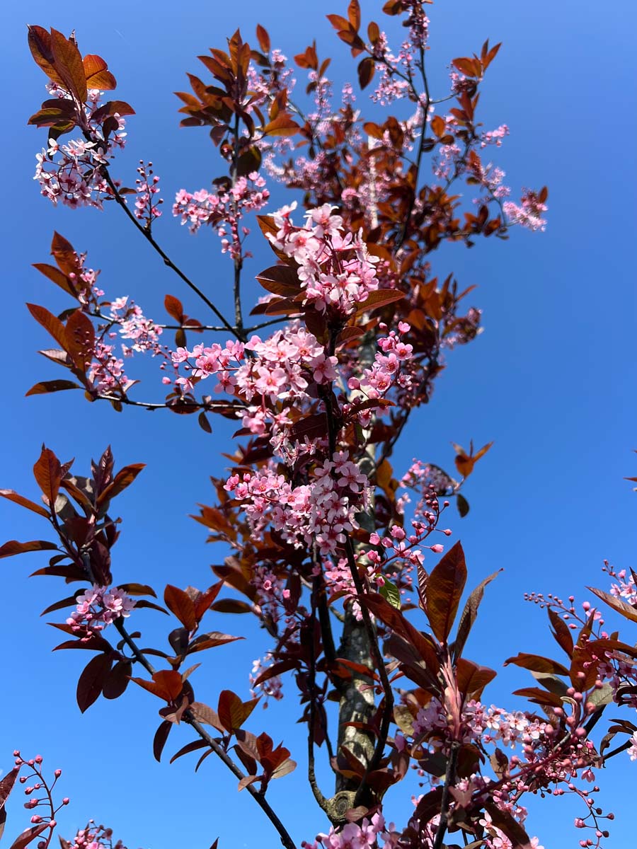 Prunus padus 'Colorata' op stam bloem