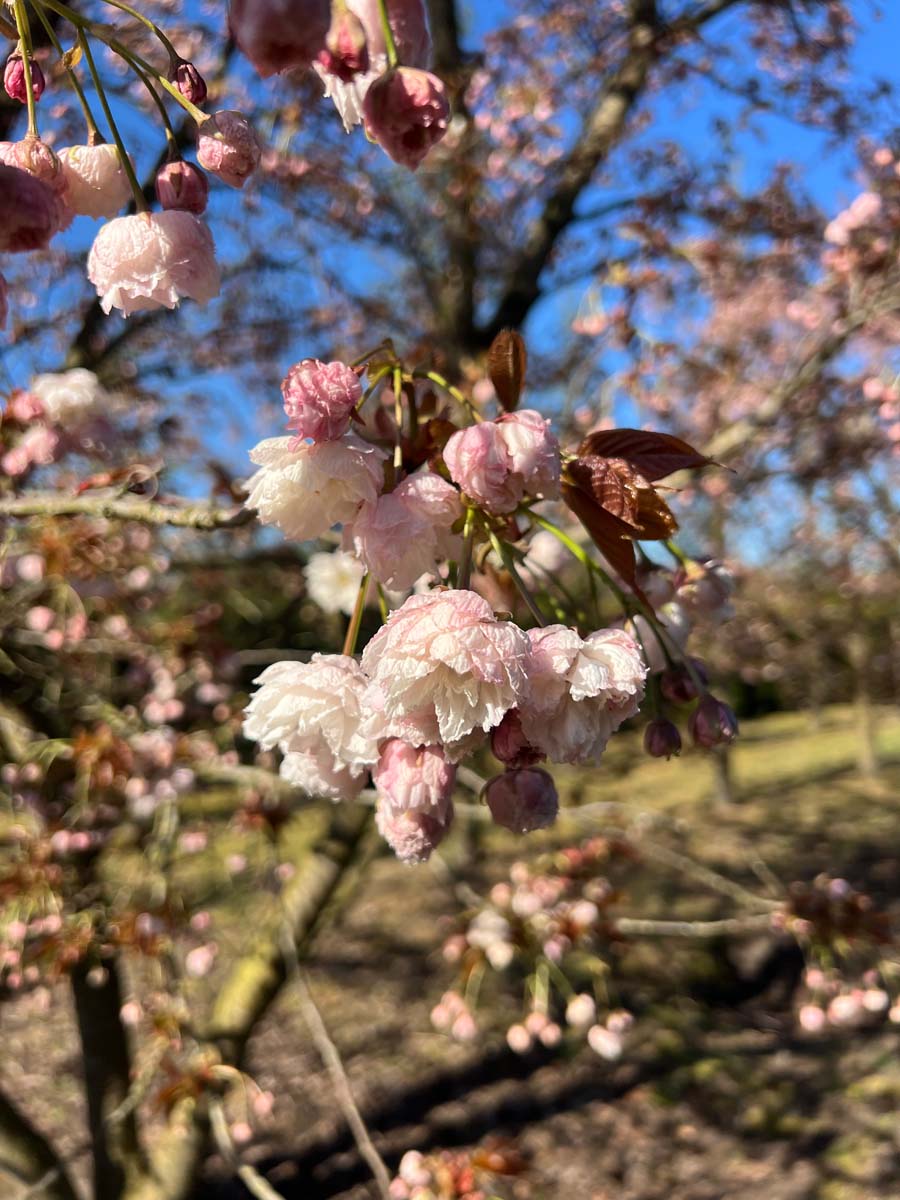 Prunus serrulata 'Fugenzo' op stam bloem