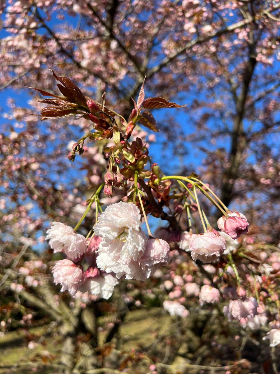 Prunus serrulata 'Fugenzo' leiboom bloem