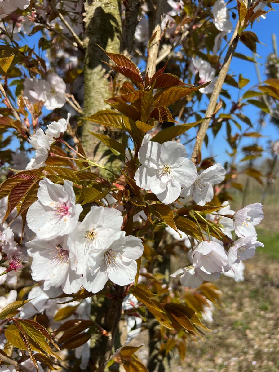 Prunus serrulata 'Sunset Boulevard' haagplant bloem