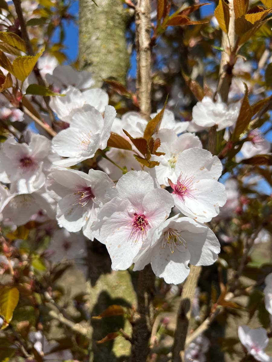 Prunus serrulata 'Sunset Boulevard' haagplant bloem