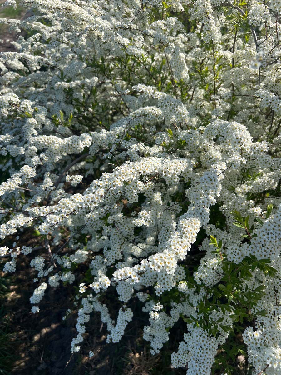 Spiraea arguta haagplant bloesem